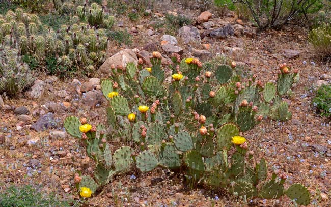 Twistspine Pricklypear is a small clumping cactus that grows up to 1 foot or so and about 4 to 5 feet wide; prefers elevations from 2,900 to over 6,000 feet and sandy to loamy soils and a variety of habitats including plains, chaparral, grassy woodlands and coniferous forests. Opuntia macrorhiza 